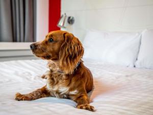 Domácí mazlíčci ubytovaní s hosty v ubytování ibis Styles Glasgow Central