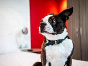 Domácí mazlíčci ubytovaní s hosty v ubytování ibis Styles Glasgow Central