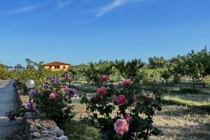 Giardino di Bed and breakfast Le Camelie