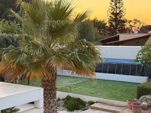 un palmier en face d'une piscine dans l'établissement VILLA DELFINI 2-12 Pax, à San Vito Lo Capo