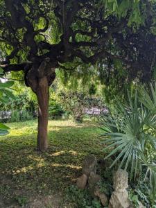 Selvazzano DentroにあるCasa la Contessaの庭の真ん中に植物のある木