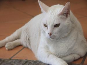 a white cat laying on the floor at Betica Hotel Rural in Pias
