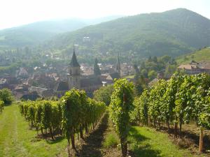 a bunch of grapes in a vineyard in front of a village at La Tour Enchantée in Ribeauvillé