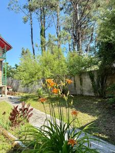 a garden with orange flowers in a yard at Sunset in Shekvetili in Shekhvetili +6 photos