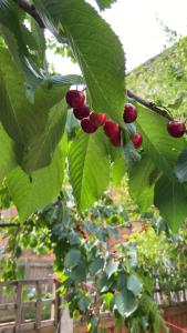 a bunch of red berries hanging from a tree at Langham Lake House in Simpson