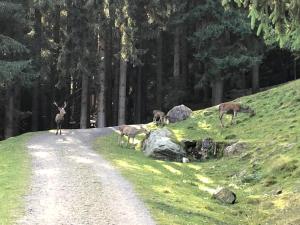 Príroda v okolí penziónu