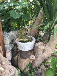 Zahrada ubytování Oasi di Campagna