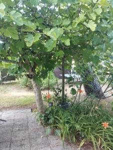 a tree with a swing in a garden at Pampounette in Saint-Brévin-lʼOcéan