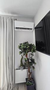 a plant sitting on a shelf next to a window at AA Apartments OldTown in Klaipėda +8 photos