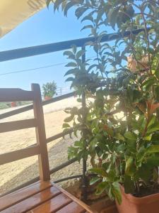 Imagen de la galería de KAFUL APARTMENTS, en Qeparo