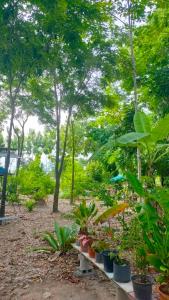 Zahrada ubytování สวนบ้านเราแคมป์ Our Garden Camp
