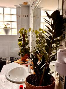 a bathroom with a sink with a potted plant on it at Jasmine place in Kalamata +37 photos