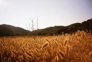 un campo de hierba alta con montañas en el fondo en Can Roc, en Es Mercadal