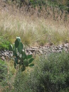 una planta verde en medio de un campo en Can Roc, en Es Mercadal