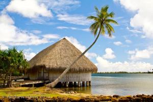 a palm tree and a hut in the water at B & Bee Wild Island - Nature Song in Fare