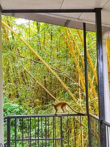 a monkey sitting on a fence looking out of a window at Casa Emma Quepos in Quepos