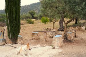 Κατοικίδιο ή κατοικίδια επισκεπτών που μένουν στο Casa la Serrana +43 φωτογραφίες