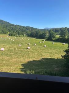 a herd of sheep grazing in a grass field at Ferienwohnung NAMALI in Schiefling am See