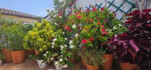 Apartamentos Los Descalzos Ángel With Private Terrace Free Parking外面的花园