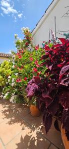 Apartamentos Los Descalzos Ángel With Private Terrace Free Parking外面的花园