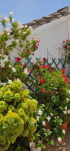 隆达Apartamentos Los Descalzos Ángel With Private Terrace Free Parking的一组开着红白花的植物