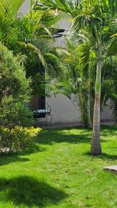 a park bench sitting in the grass with palm trees at Tata's Apartment, Confortable y con Piscina in San Pedro Sula +14 photos