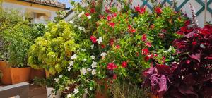 隆达Apartamentos Los Descalzos Ángel With Private Terrace Free Parking的一组开着红白花的植物