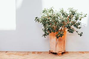 Fuentes de LeónにあるHotel Boutique Convento San Diegoのギャラリーの写真