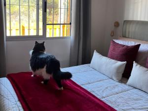 バラ・デル・チュイにあるRincon de los Michisのベッドの上に立っている白黒の猫 +33枚の写真