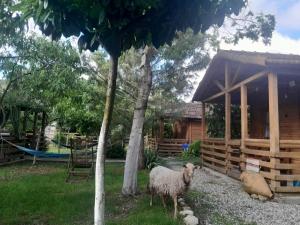 Fotografie z fotogalerie ubytování Tiny houses Genacvale v destinaci Martvili