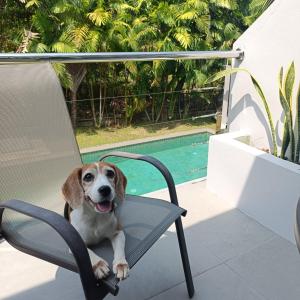 Domácí mazlíčci ubytovaní s hosty v ubytování Kokotel Khao Lak Isara Casa + 37 fotografií