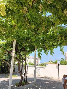 Κήπος έξω από το SunFra Retreat