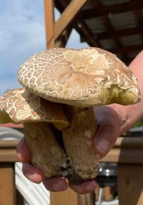 Foto dalla galleria di Słonik a Stegers