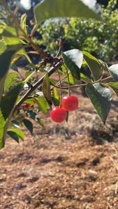 A garden outside Masseria Lacatena