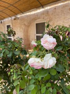 A garden outside Masseria Lacatena
