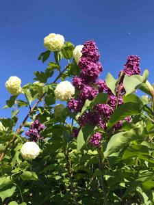 滨海克雷Lovely quiet cottage Sleeps 4 adults, 4 children, Dog Friendly的蓝天衬托下的一丛紫色和白色的花朵