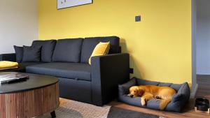 a dog laying in a dog bed in a living room at Happy Place am Waldrand in Plettenberg