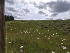 a field of white flowers in a grassy field at Wooly Huts Green in Westport