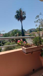 a balcony with potted plants and a palm tree at Belle chambre avec terrasse in La Ciotat