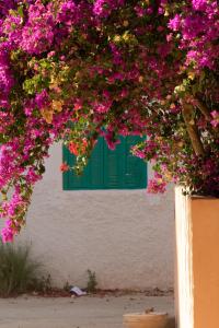 a window with pink flowers and a green shutter at Monkey's Guest House - Ocean View Rooms & Apartment with Rooftop in Tamraght Ouzdar