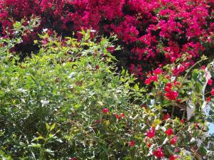 a bunch of pink flowers in a garden at Villas Michalis in Chorafakia