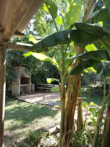 a banana tree in the yard of a garden at Surf homes in La Floresta