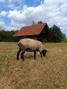 Zvířata v farmy nebo okolí + 3 fotografie