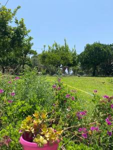 a pink pot filled with flowers in a field at Villa Riviera by Quokka 360 - a short distance from the sea in Ricadi