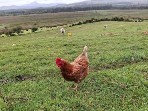 a brown chicken standing in a field of grass at Wooly Huts Grey in Westport