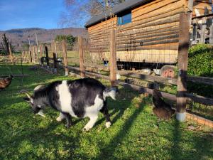 a cow walking in the grass next to a fence at La roulotte Le Mond'idéal à Leval in Leval +36 photos