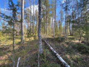a fallen tree in the middle of a forest at Lammassaari in Savonlinna