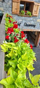 a bunch of red and white flowers in a garden at CHALET CHARMING BED and BREAKFAST in Les Gets +65 photos