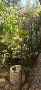 ein kleiner Baum in einem Topf im Garten in der Unterkunft Tranquilidad in San Cristóbal de las Casas