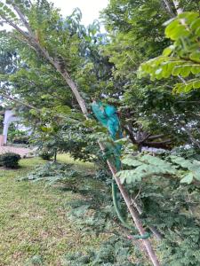 En hage utenfor Andasibe Sifaka Lodge